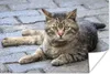 MuchoWow® Poster Katze - Tier - Braun - Mädchen - Kinder - Produktbild-Vorschau 2