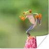 MuchoWow® Poster Der rotäugige Laubfrosch in Costa Rica Produktbild-Vorschau 1