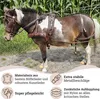 A pony wearing a brown leather harness stands in front of a cornfield. Produktbild-Vorschau