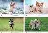 Hundezauber Chihuahua DIN A3 Kalender für 2027 Welpen und Produktbild-Vorschau 2
