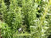 A close-up view of a rosemary plant with many green leaves and stems. Náhľad obrázku produktu