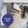 Canosept Zahnpflege Pads für Hunde 50 Stück Anteprima dell’immagine prodotto 6
