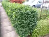 Stauden Gänge 1 x Prunus lusitanica - Portugiesischer Produktbild-Vorschau 1