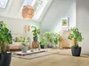 LECHUZA-Pflanzgefäß CLASSICO Color 35 Grau | mit Produktbild-Vorschau 3
