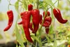 SAFLAX - BIO - Chili - De Cayenne Long Slim - 10 Samen - Produktbild-Vorschau 6