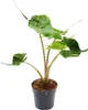 Alocasia macrorrhiza Stingray - Alocasia - Stingray Anteprima dell’immagine prodotto 1
