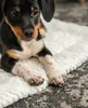 lionto Couverture pour animaux domestiques, couverture Voir les images du produit 3
