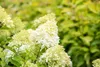 Hydrangea paniculata 'Skyfall', Rispenhortensie, weiß, ca. Produktbild-Vorschau 6