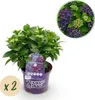 Ortensia Forever & Ever – Viola – 2 piante – Hydrangea Anteprima dell’immagine prodotto 1
