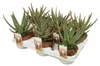 Aloe zebrina Danyz - Aloe mit orange-roten Rändern - Produktbild-Vorschau 4