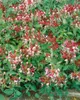 Lonicera periclymenum 'Serotina', Geißblatt, rot-gelb, Produktbild-Vorschau 7