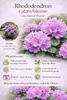 Rhododendron Catawbiense Purple 15–20 cm – wiecznie zielony Podgląd zdjęcia produktu 3