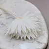 Palmsonne Getrocknete - (Palm Sun) - Gebleicht Produktbild-Vorschau 4