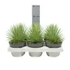 Agave striata var. nana - Agave striata - 12cm kvetiná? Náhľad obrázku produktu 3