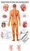 Nervensystem Mini-Poster Anatomie 34x24 cm medizinische Produktbild-Vorschau 1