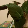 Bloomique - Philodendron Scandens Micans - Roślina Podgląd zdjęcia produktu 7