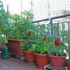 Livinja Untersetzer, d= 44 cm, für Zylinder Pflanzkübel d= Produktbild-Vorschau 6