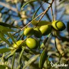 Olivenbaum Flüssigdünger 1L – 2-1-8 NPK – Produktbild-Vorschau 6