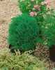 Thuja occidentalis 'Teddy', Kugel-Lebensbaum, kompakt, Produktbild-Vorschau 10