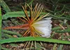 SAFLAX - královna noci - Selenicerus grandiflorus - 40 Náhled obrázku produktu 8