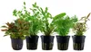 Pflanzen Set mit 5 Mittelgrund Topf Aquarium Wasserpflanzen Produktbild-Vorschau 1
