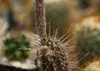 SAFLAX - kaktus mořského ježka - Echinopsis mirabilis - 40 Náhled obrázku produktu 5