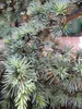 Cedrus atlantica Saphire Nymph - Atlas-Zeder Saphire Nymph Produktbild-Vorschau 2