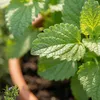 Bloomique - Zestaw 6 sztuk - Melissa officinalis - Melisa Podgląd zdjęcia produktu 4