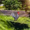 KADAX Gallo, statua da giardino 37 cm, grande statua da Anteprima dell’immagine prodotto 4