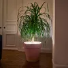 A potted plant with long, flowing leaves is illuminated by an unseen light source, casting a glow upwards from the pot. The plant is situated indoors, near a white paneled door and on a wooden floor. Produktbild-Vorschau