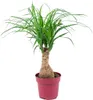 Bloomique - Beaucarnea Recurvata - Pied d’éléphant - Voir les images du produit 1