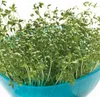 Kresse Ganzjahres-Gemüse-Sprossensamen 10G Produktbild-Vorschau 20