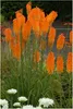 Stauden Gänge 3 x Kniphofia ‘Mango Popsicle’ - Fackellilie Produktbild-Vorschau 1