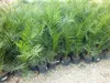 A row of potted palm trees for sale. Náhled obrázku produktu