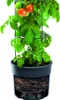 A tomato plant in a pot with a support cage, showing the roots. Náhľad obrázku produktu