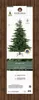 EVERLANDS Weihnachtsbaum Grandis Tanne 681451 180cm Produktbild-Vorschau 7