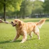 Jouet pour chien robuste avec corde à nœuds à mâcher pour Voir les images du produit 2