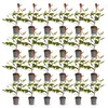 Green boutiQ - 24x Photinia fraseri Red Robin - Glanzmispel Produktbild-Vorschau 2