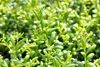 Ilex crenata 'Convexa', Japanische Stechpalme, immergrün, Produktbild-Vorschau 9