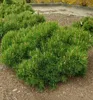 Bergkiefer ´PUMILIO´ 10-15 cm, Cont. 2,5 l Produktbild-Vorschau 1