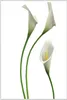Wallario Wandbild Callas weiß gelb, Größe: 61 x 91,50 cm, Produktbild-Vorschau 1