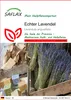 SAFLAX - Echter Lavendel - Lavandula angustifolia - 150 Produktbild-Vorschau 1