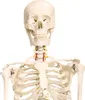 Anatomie Modell Skelett mit Knochen Körper Skeleton Produktbild-Vorschau 2