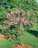 Syringa vulgaris 'Sensation', Flieder, zweifarbig, 60–80 cm Produktbild-Vorschau 12