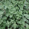 Nepeta faassenii (kocicí máta) - 6 rostlin, prumer 9cm, Náhled obrázku produktu 1