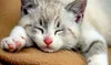 Brit 7kg Fresh Chicken & Turkey Grain Free Kitten Voir les images du produit 5