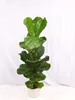 [Palmenlager] Ficus lyrata 120 cm - Geigenfeige // Produktbild-Vorschau 1