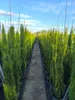 Sunny Tree - Zypresse Cupressus Sempervirens Totem - Produktbild-Vorschau 2