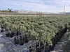 A nursery field filled with rows of potted olive trees, with greenhouses and palm trees in the background. Náhled obrázku produktu