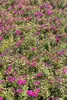 Spiraea japonica 'Anthony Waterer', Rote Sommerspiere, Produktbild-Vorschau 6